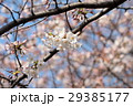 櫻 29385177