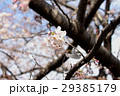 櫻 29385179