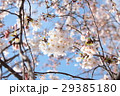 櫻 29385180
