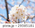 櫻 29385181