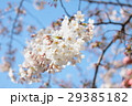 櫻 29385182