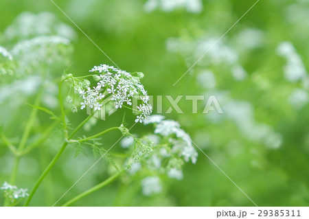 シャク咲く 29385311