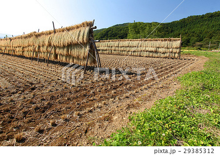 稲の天日干し 29385312