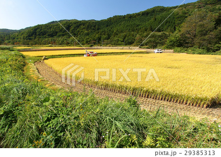 稲の刈り取り 29385313