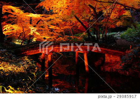 六義園 国定特別名勝 紅葉ライトアップ Autumn-Leaves (東京都 文京区 本駒込) 六義園 国定特別名勝 紅葉ライトアップ Autumn-Leaves (東京都 文京区 本駒込) 29385917