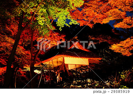 六義園 国定特別名勝 つつじ茶屋 紅葉・ライトアップ (東京都 文京区 本駒込) 六義園 国定特別名勝 つつじ茶屋 紅葉・ライトアップ (東京都 文京区 本駒込) 29385919