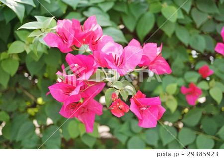 ブーゲンビリア、ブーゲンビレアの花(Bougainvillea, Bougain Villea) ブーゲンビリア、ブーゲンビレアの花(Bougainvillea, Bougain Villea) 29385923