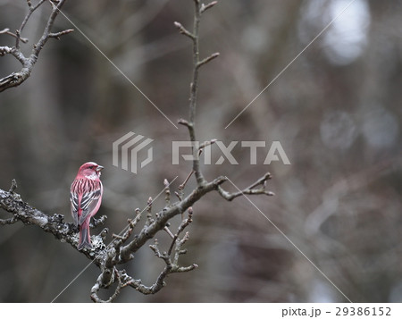 オオマシコ オオマシコ 29386152