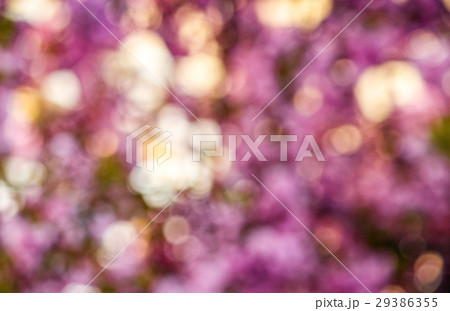 Abstract sakura flower blossom in springtime Abstract sakura flower blossom in springtime 29386355