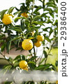 ゆずの木 29386400