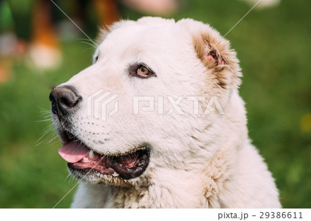 Potrait Of Central Asian Shepherd Dog. Alabai - An 29386611