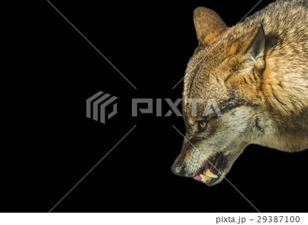 Aggressive wolf stuffed on black background Aggressive wolf stuffed on black background 29387100