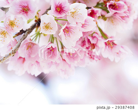 春の花の画像素材 ピクスタ