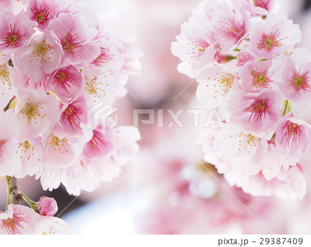 さくら・アップ 29387409