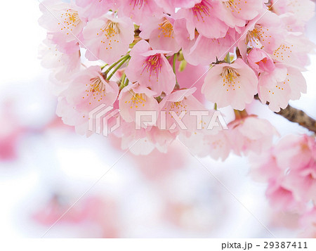 さくら・アップ 29387411