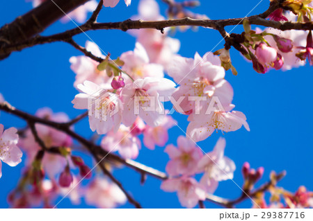 大漁桜 大漁桜 29387716
