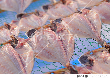 アジの干物を天日干し 29387802