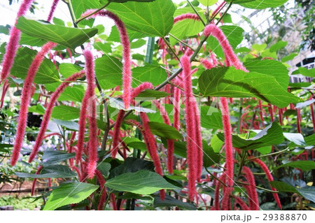 ベニヒモノキ 29388870
