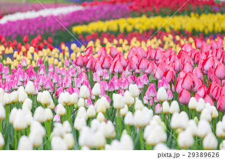 チューリップの花畑 チューリップの花畑 29389626