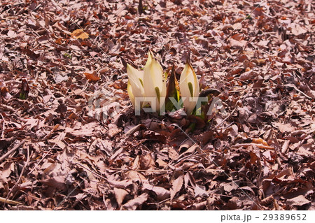 落葉の中から咲いた水芭蕉の写真素材