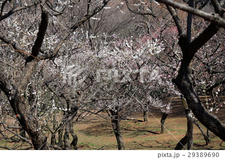 梅の花 29389690