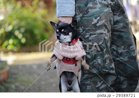 ぶら下がり 29389721