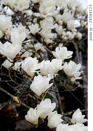 ハクモクレン ハクモクレン 29389723