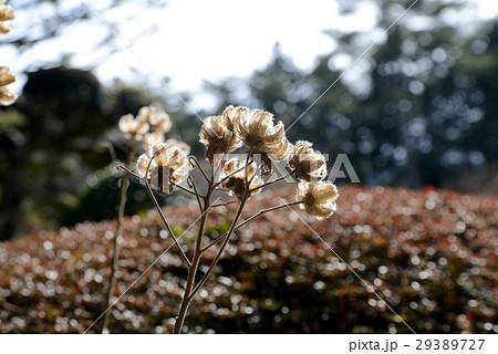 フヨウの莢 フヨウの莢 29389727
