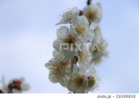 梅の花 梅の花 29389839