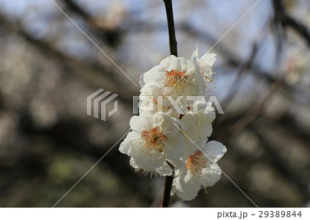 梅の花 梅の花 29389844
