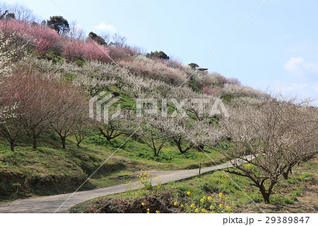 七折観光梅園 七折観光梅園 29389847