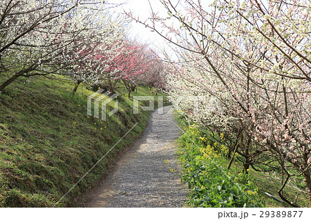 七折観光梅園 七折観光梅園 29389877