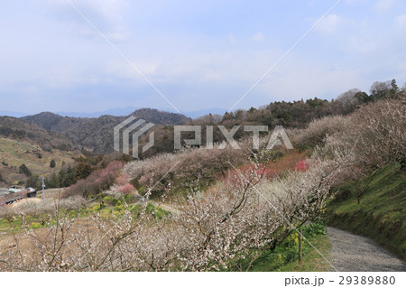 七折観光梅園 29389880