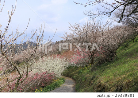 七折観光梅園 七折観光梅園 29389881