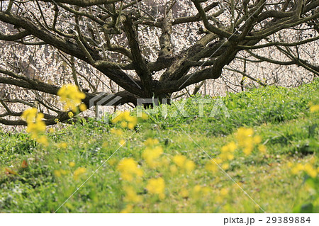 梅の古木と菜の花 梅の古木と菜の花 29389884