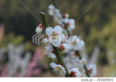 梅の花 29389904