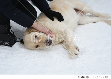 Dog breed Labrador 29389936