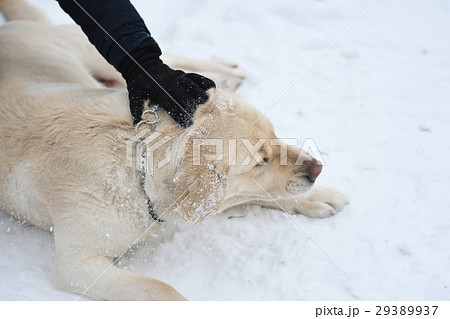 Dog breed Labrador 29389937