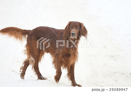 Dog breed Irish Red setter 29389947