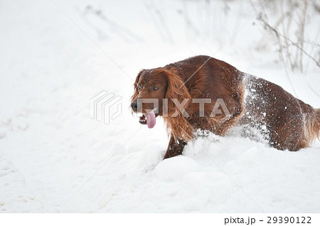 Dog Irish Red setter 29390122