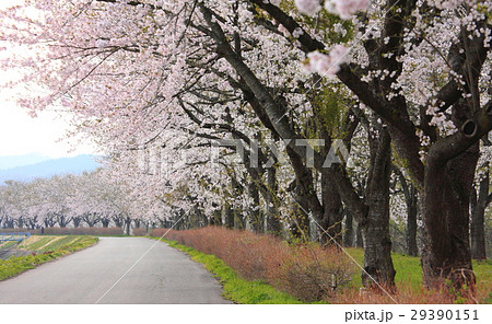 Cherry blossoms in full bloom ,　桜 in 秋田, 角館 29390151