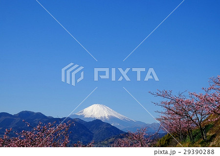 河津桜と富士山・松田町 河津桜と富士山・松田町 29390288