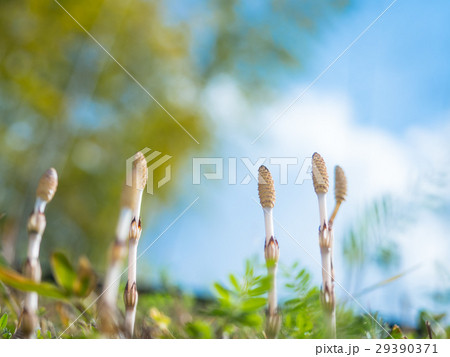 土筆 土筆 29390371