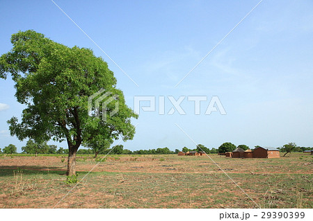 Shea tree, Kukua Ghana　シアの木　ガーナ 29390399