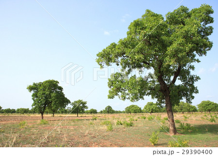Shea tree, Kukua Ghana　シアの木　ガーナ 29390400