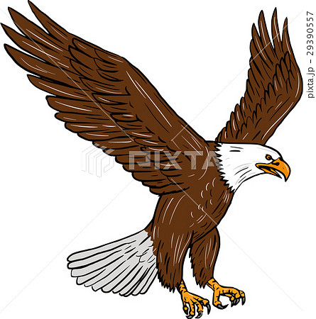 Bald Eagle Flying Drawingのイラスト素材