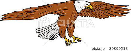 Bald Eagle Swooping Drawing 29390558