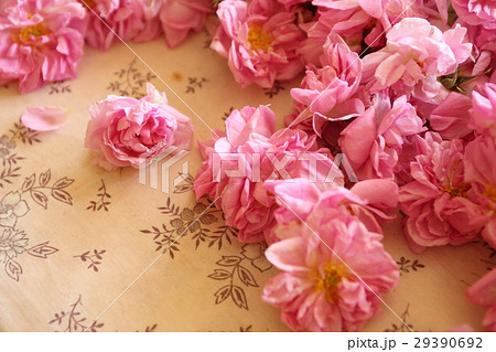 Rose in Bulgaria, Kazanlak / バラ in ブルガリア、カザンラック Rose in Bulgaria, Kazanlak / バラ in ブルガリア、カザンラック 29390692