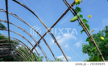 Vegetable marrow in the garden 29390695