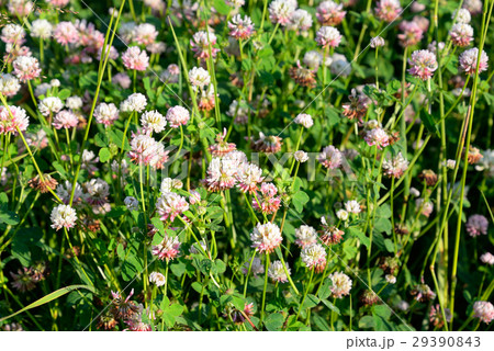 Red clover close up. Red clover close up. 29390843